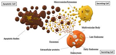 Frontiers Extracellular Vesicles Delivery Vehicles Of Myokines
